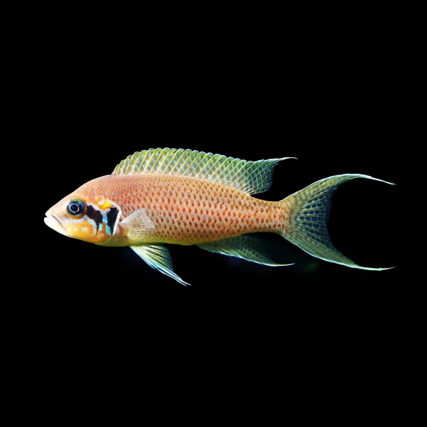 BRICARDI CICHLID