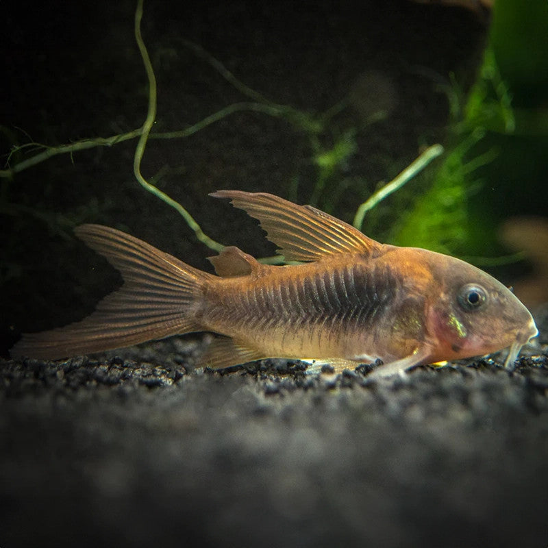 BRONZE CORYDORA