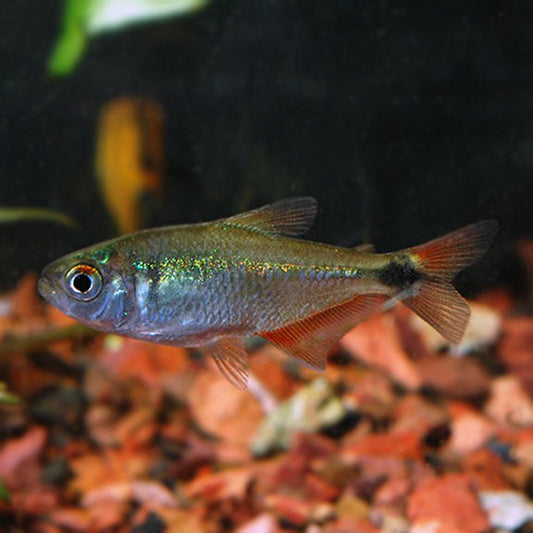 BUENOS AIRES TETRA