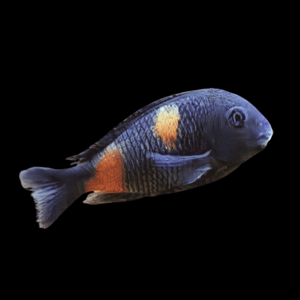 BULUPOINT TROPHEUS CICHLID