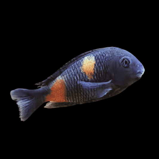 BULUPOINT TROPHEUS