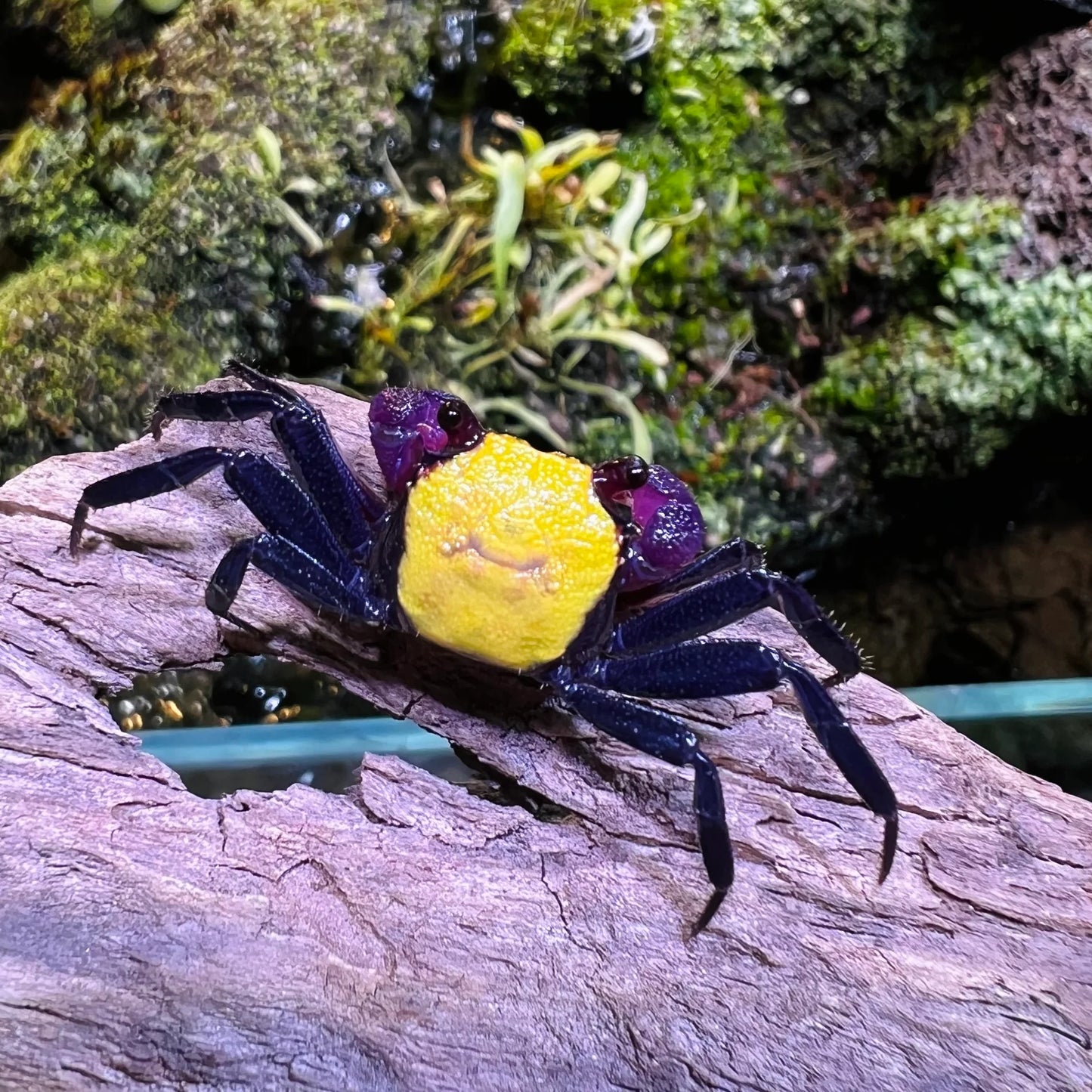 BANANA VAMPIRE CRAB