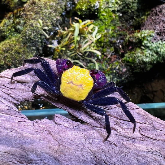 BANANA VAMPIRE CRAB