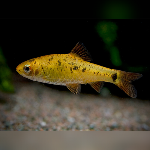 GOLDEN BARB