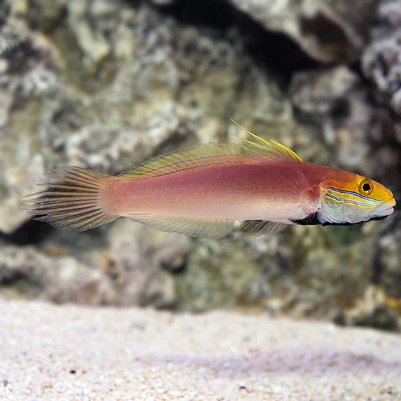 BELLA GOBY FISH