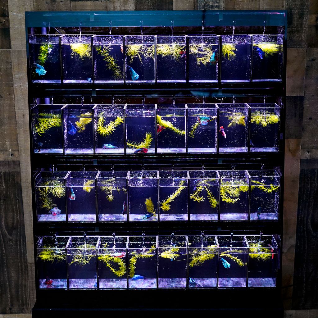RETAIL BETTA DISPLAY