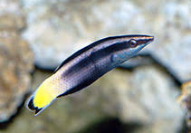 BICOLOR CLEANER WRASSE