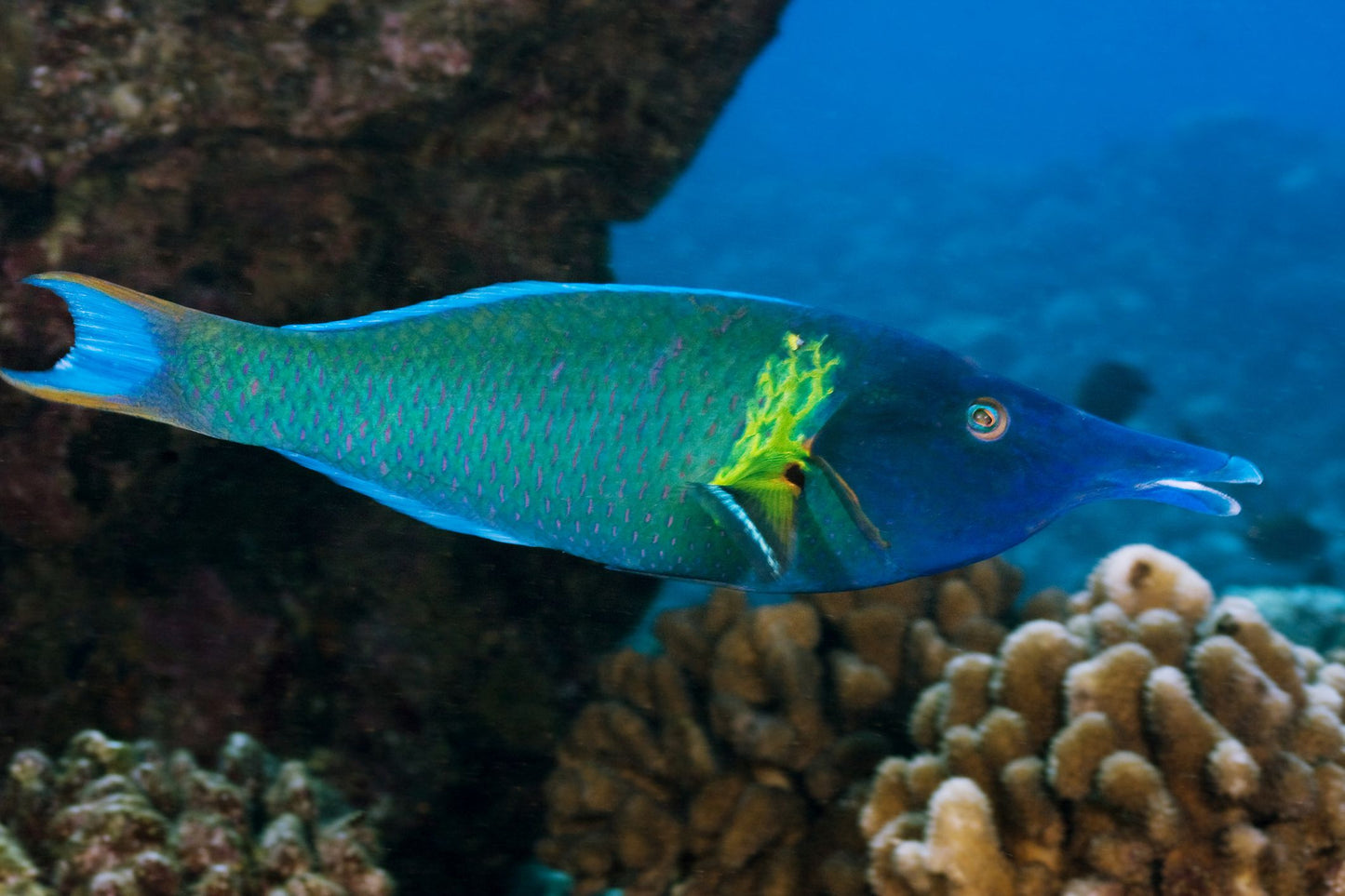 GREEN BIRDMOUTH WRASSE