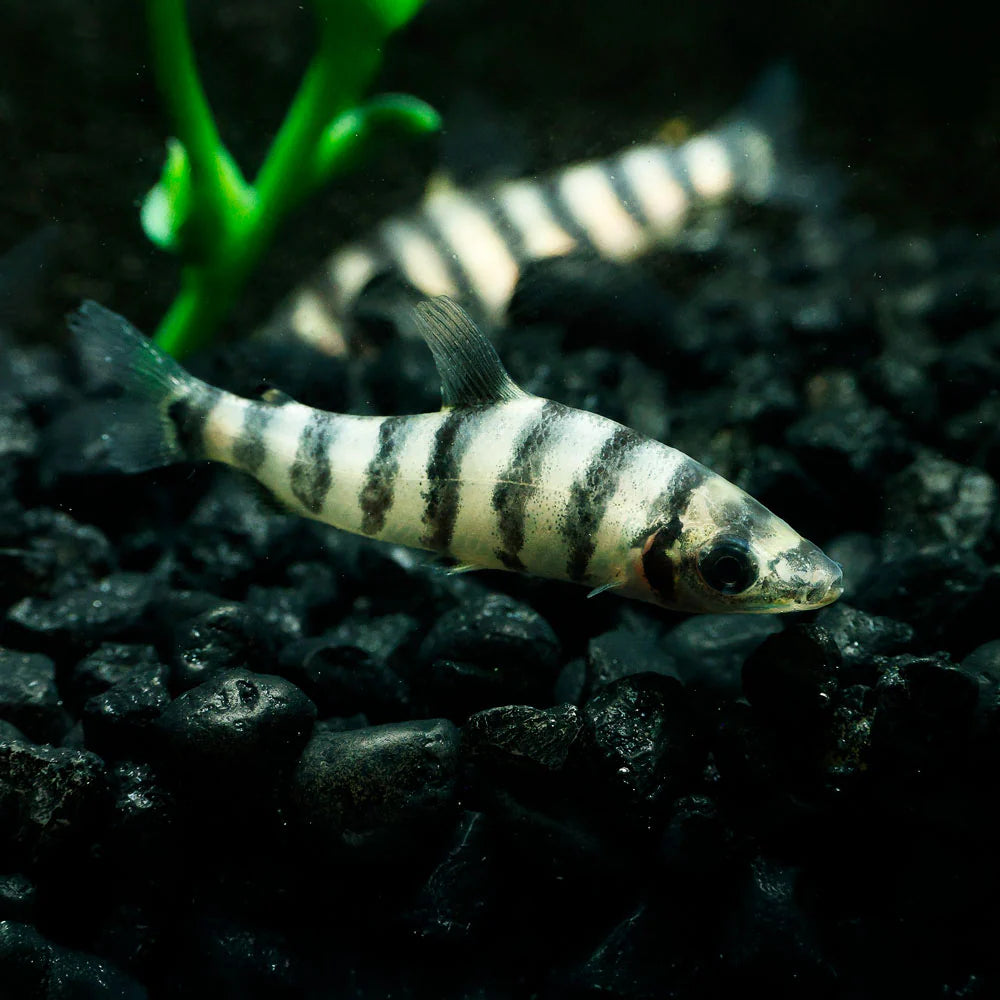 BLACK BANDED AFINIS LEPORINUS