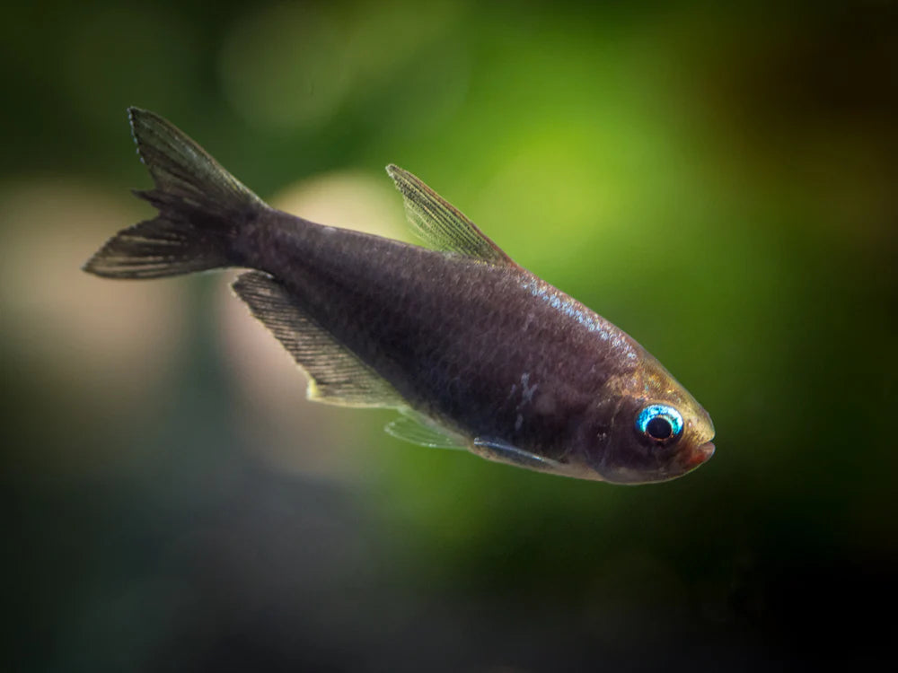 BLACK TETRA