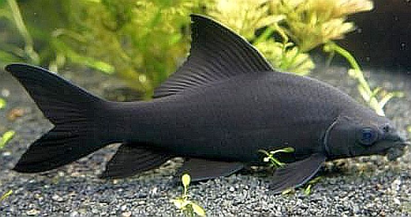BLACK SHARK