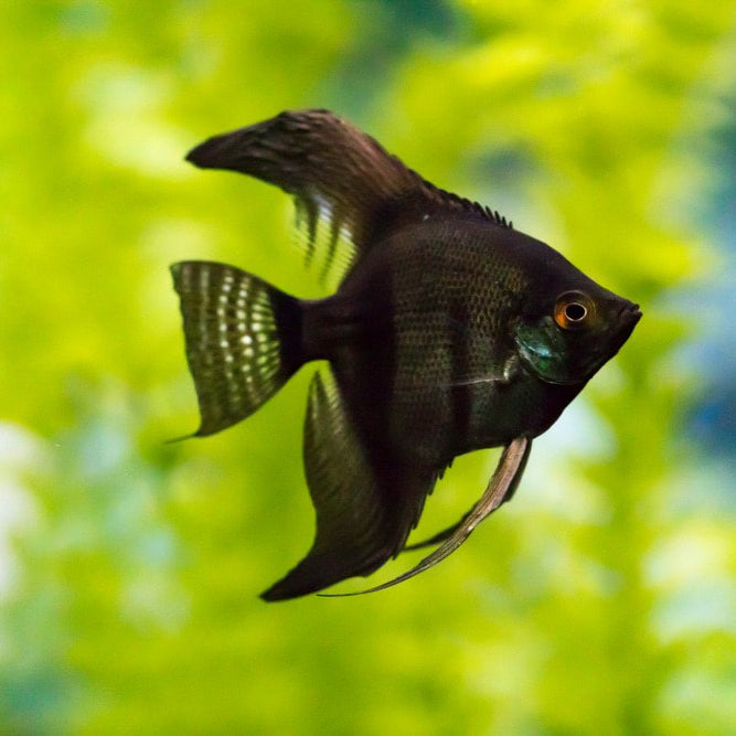 BLACK VEILTAIL ANGEL