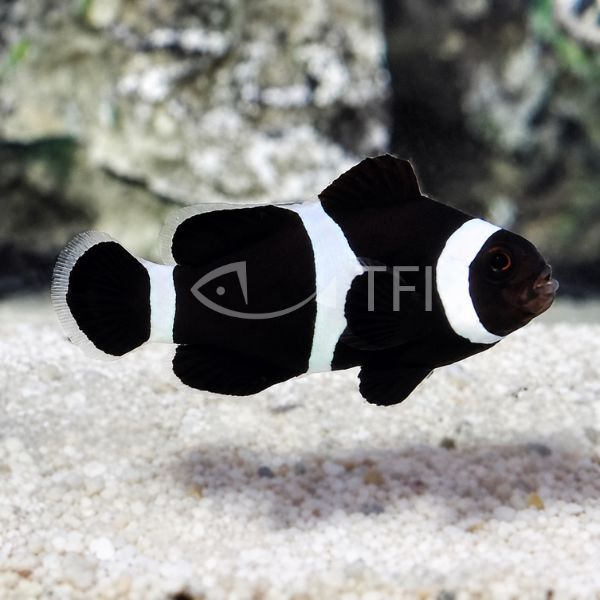 BLACK STORM CLOWNFISH