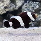 BLACK SADDLEBACK CLOWNFISH