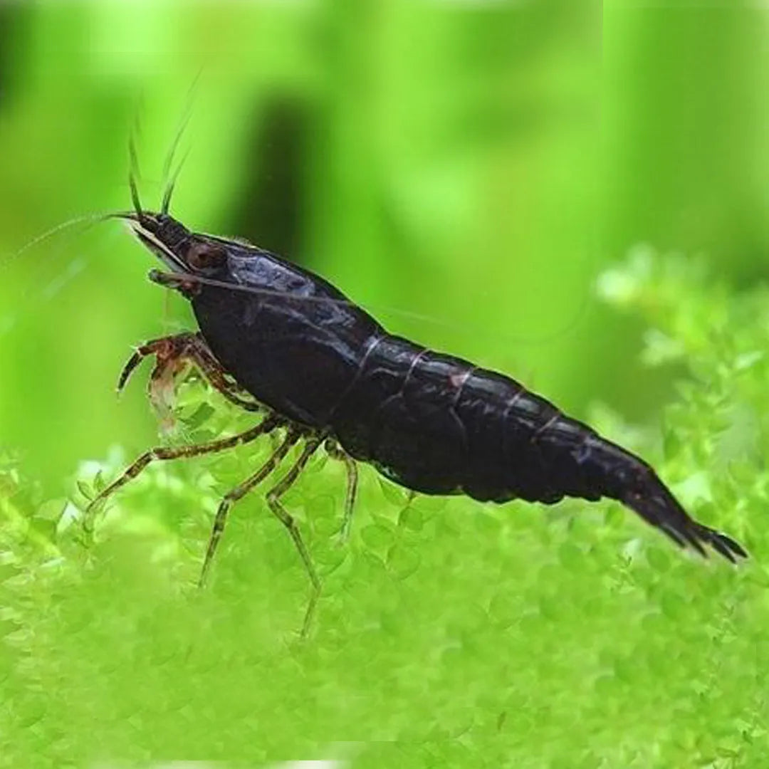 BLACK SHUSHI SHRIMP