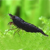 BLACK SHUSHI SHRIMP