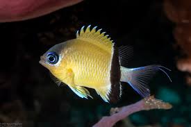 BLACK BAR CHROMIS