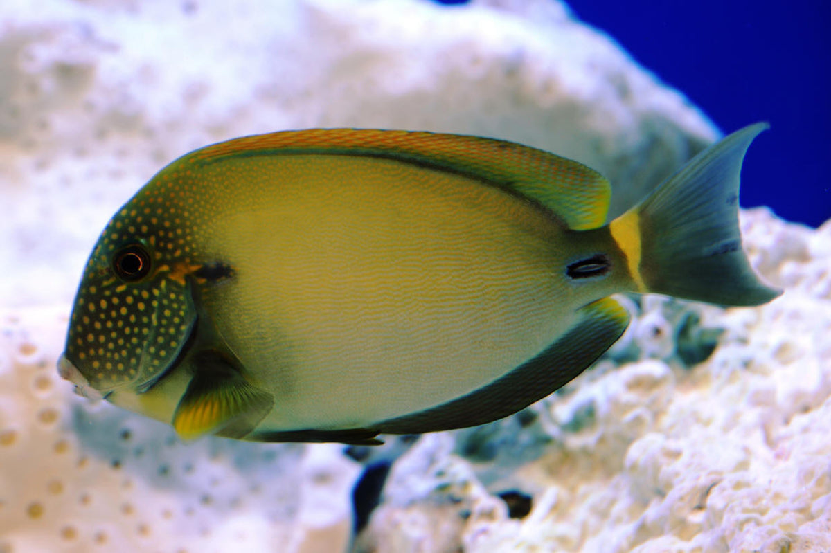 BLACK EARED TANG