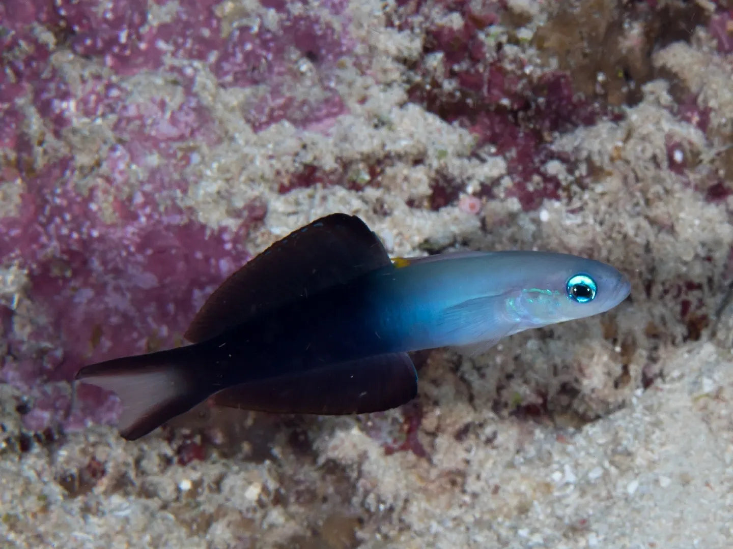 BLACKFIN DARTFISH