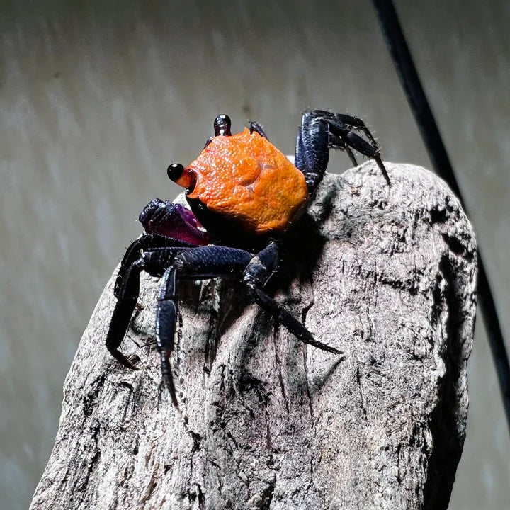 BLACK LEG VAMPIRE CRAB