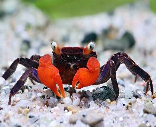 RED DEVIL VAMPIRE CRAB