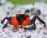 RED DEVIL VAMPIRE CRAB