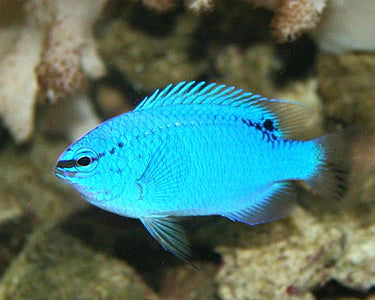 BLUE DAMSELFISH