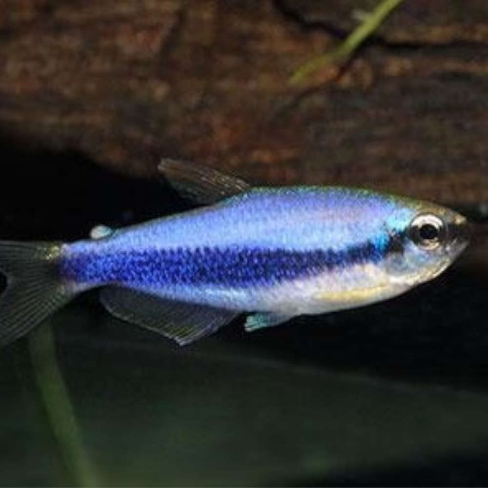 BLUE EMPEROR TETRA