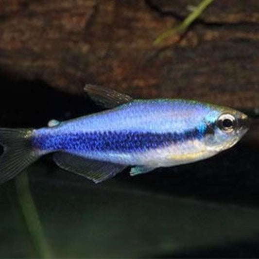 BLUE EMPEROR TETRA