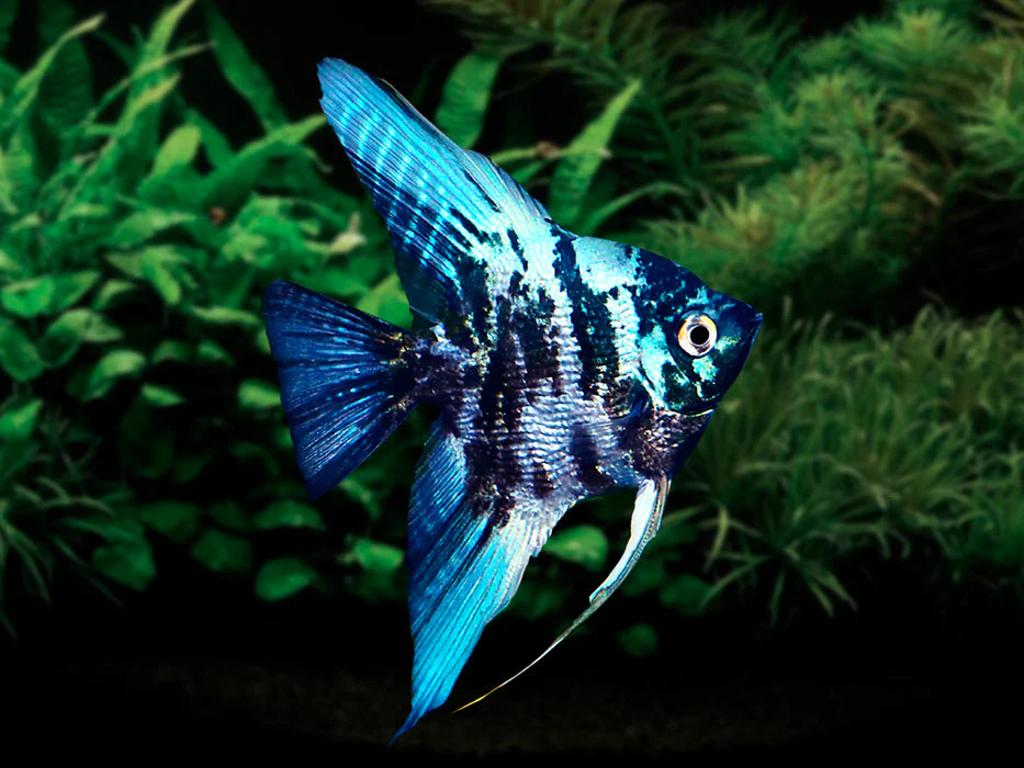 BLUE MARBLE ANGELFISH