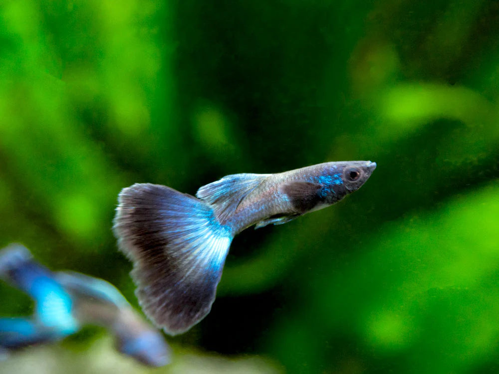 BLUE MOSCOW GUPPY MALE