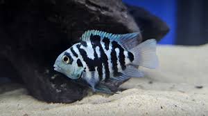 POLAR BLUE CONVICT PARROT