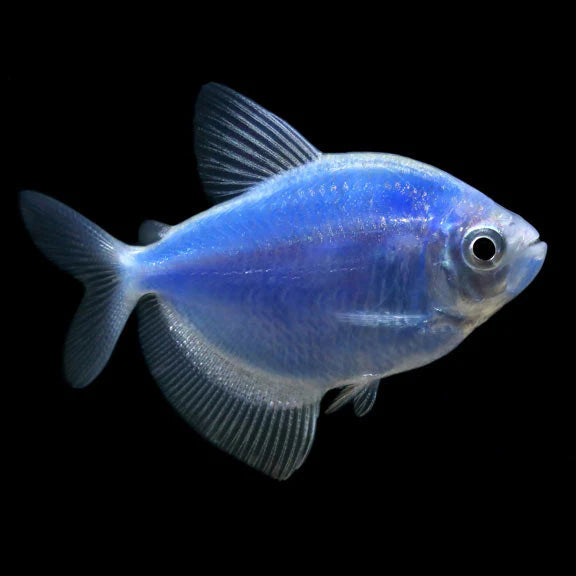 FLUORESCENT BLUE SKIRT TETRA