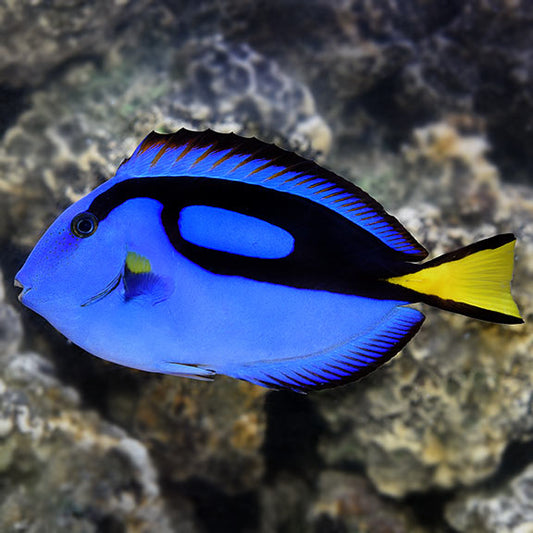 HEPATUS BLUE TANG AFRICA