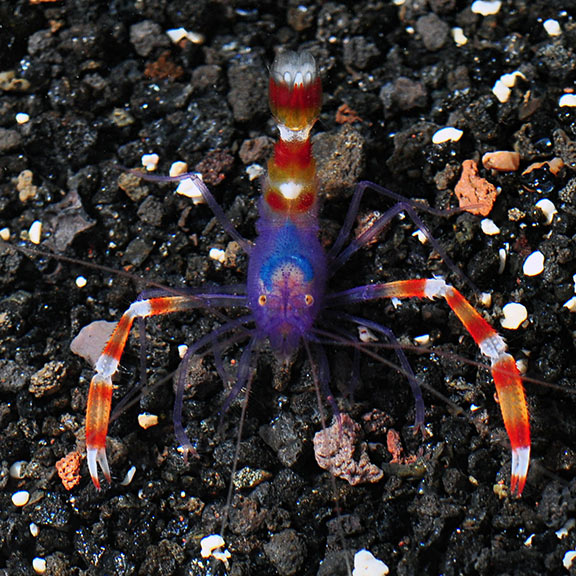 BANDED CORAL SHRIMP BLUE