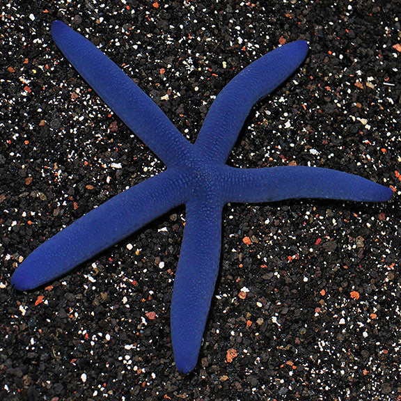 LINCKIA SEA STAR BLUE