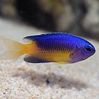 BLUE GOLD DAMSELFISH
