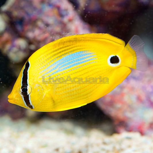 BLUE SPOT BUTTERFLYFISH