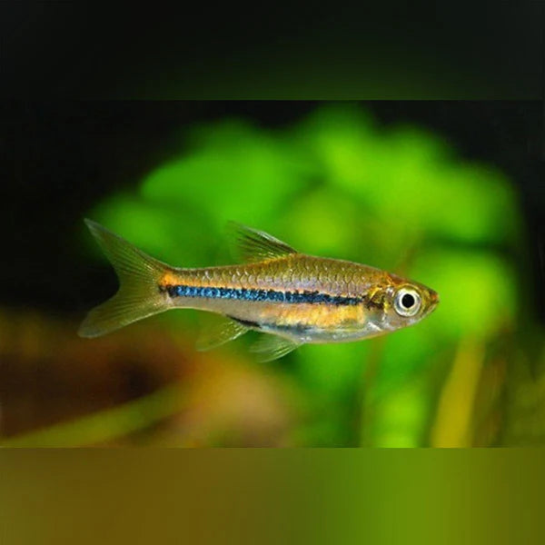 BRILLIANT RASBORA