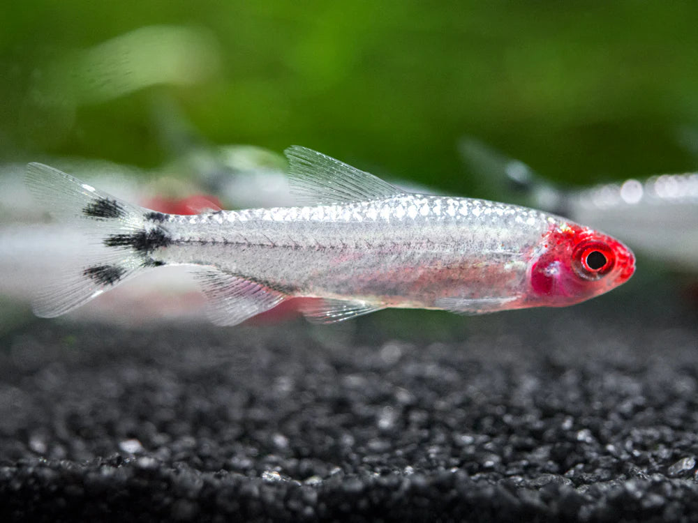 BRILLIAN RUMMY NOSE TETRA