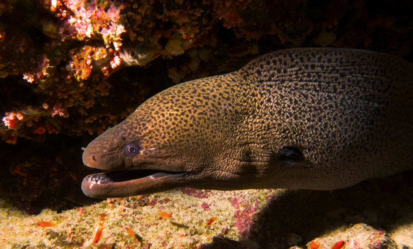 UNICOLOR MORAY EEL