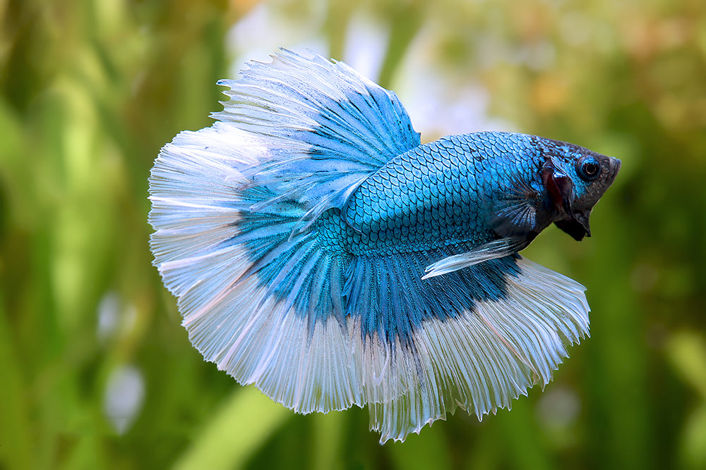 BUTTERFLY BETTA ASSORTED