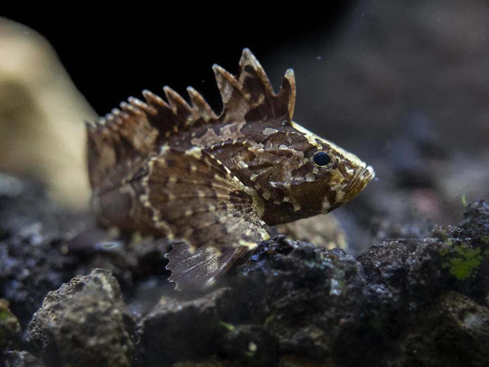 BUTTERFLY GOBY
