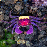CARNAVAL CRAB