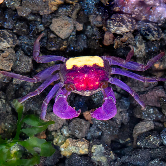 CARNAVAL CRAB