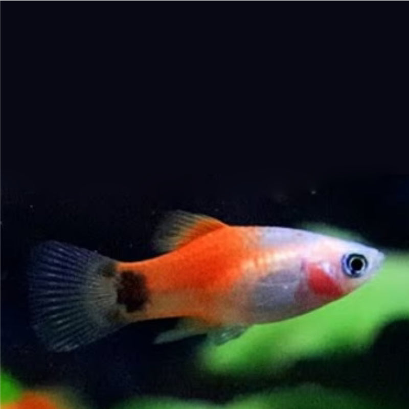CAROLINA PLATY