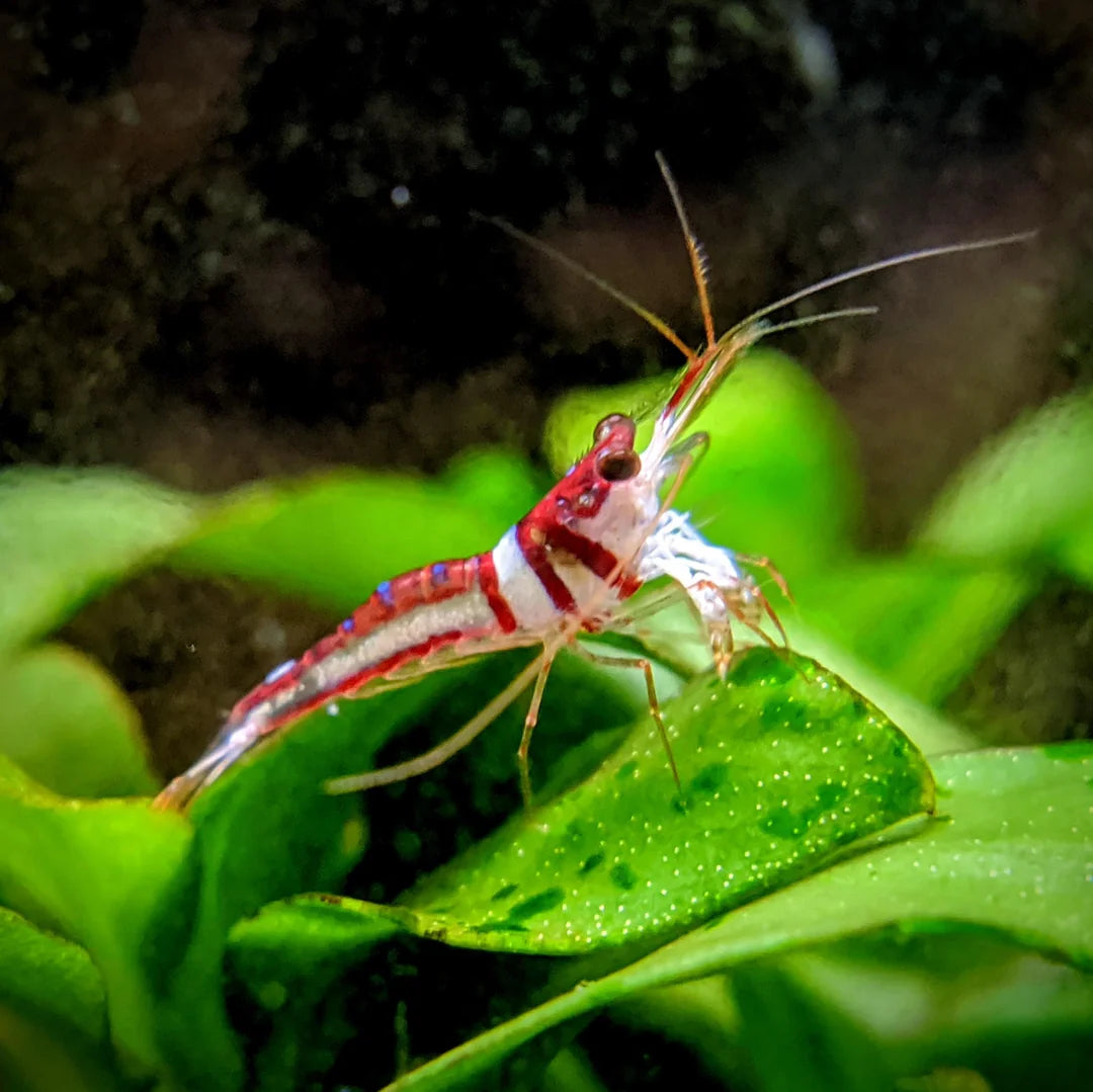 CELEBES BEAUTY BEE SHRIMP