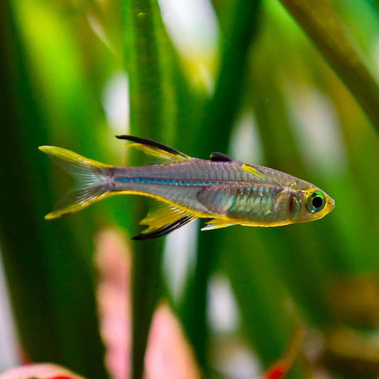 CELEBES RAINBOW
