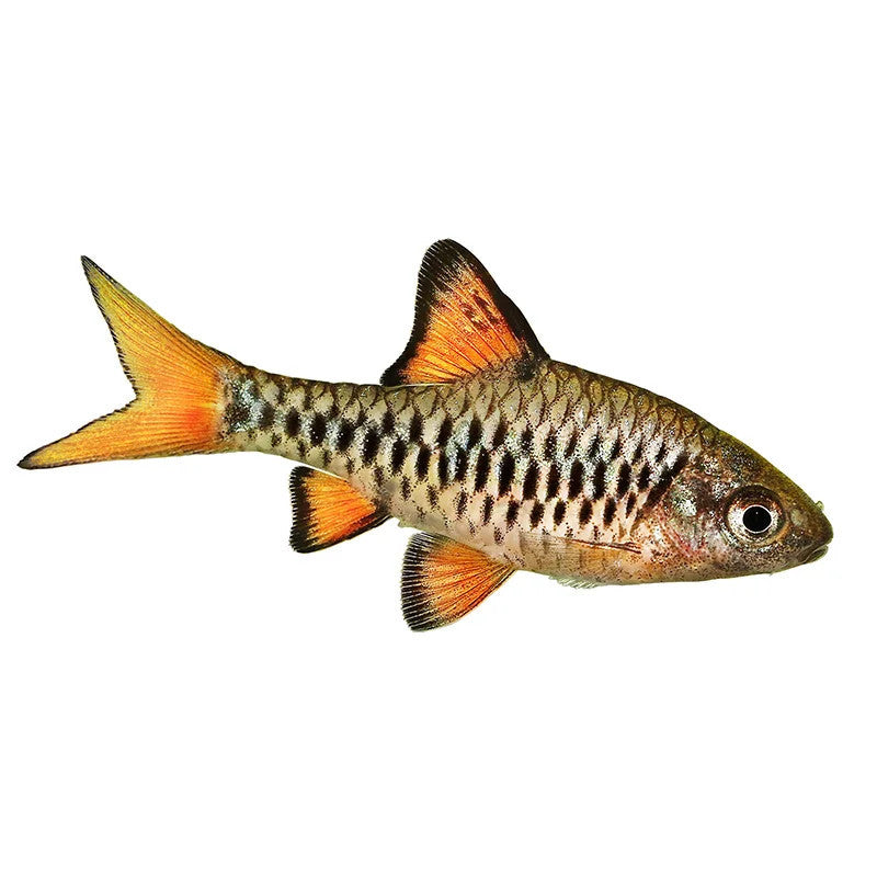 CHECKERED BARB