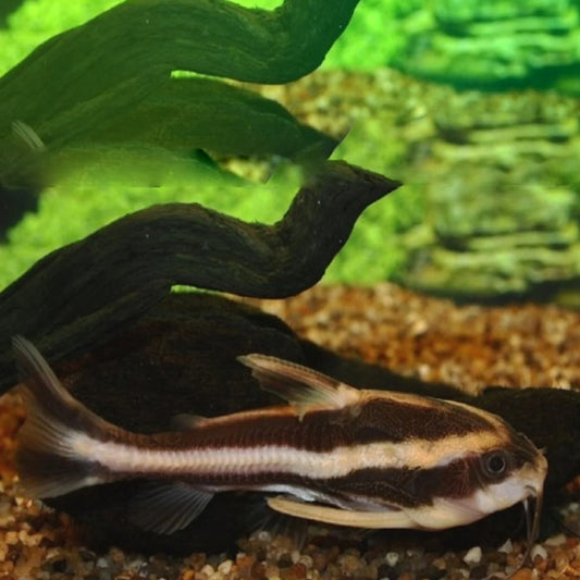 CHOCOLATE DORADID CATFISH